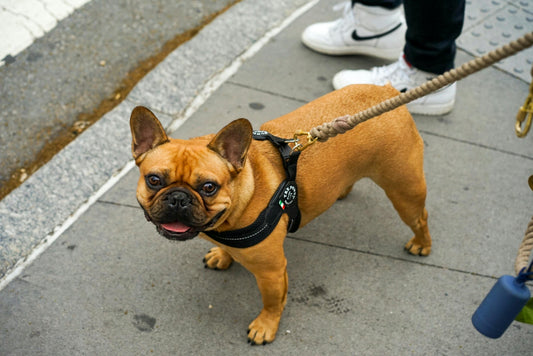 Walking French Bulldogs: A Guide to Comfort and Safety
