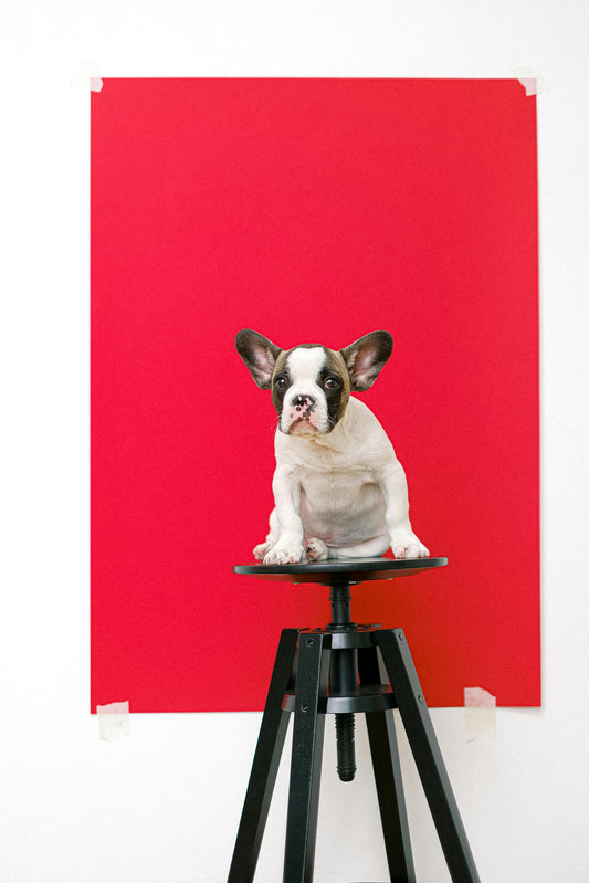 8 Tips for taking the perfect photo of your pet
