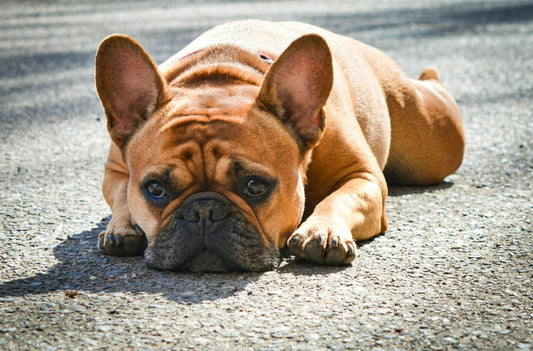 Easy ways to teach your dog tricks